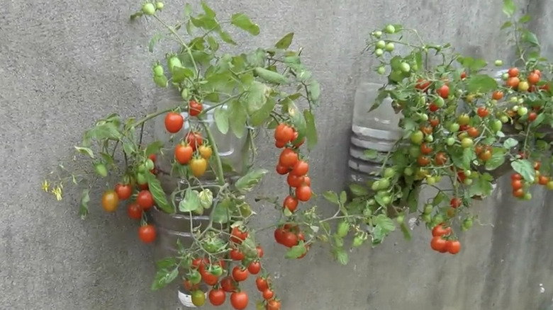 Tomato plants growing out of water bottles attached to a gray concrete wall