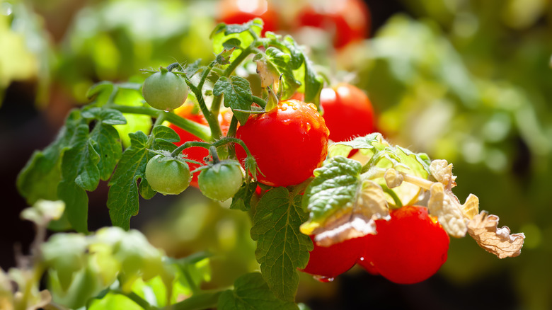 A tomato plant with several ripe red tomatoes and a few smaller green tomatoes