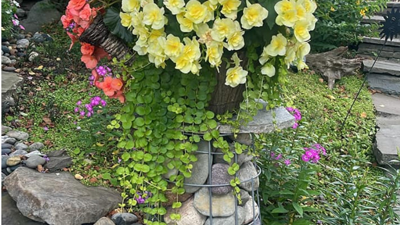 Stones are placed in a tomato cage with a slab on top to place a planter.