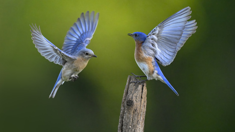 Two bluebirds perched on top of a tree branch