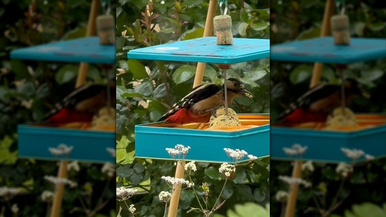 Close example of cookie-tin DIY feeder design