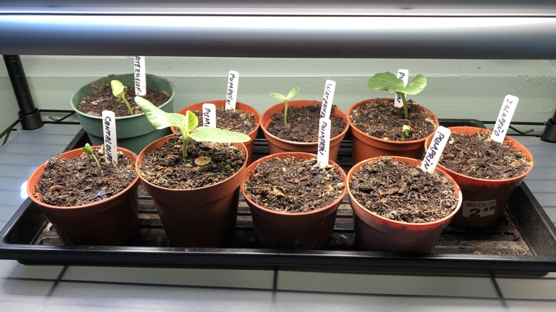 small seeding pots sitting on tray