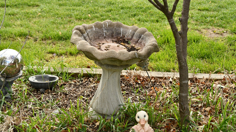 A dry bird bath with dirt and bird poop inside, sitting in a garden bed.