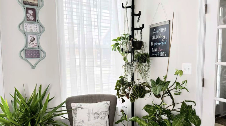 A black coat stand in a living room holds multiple hanging planters full of houseplants.