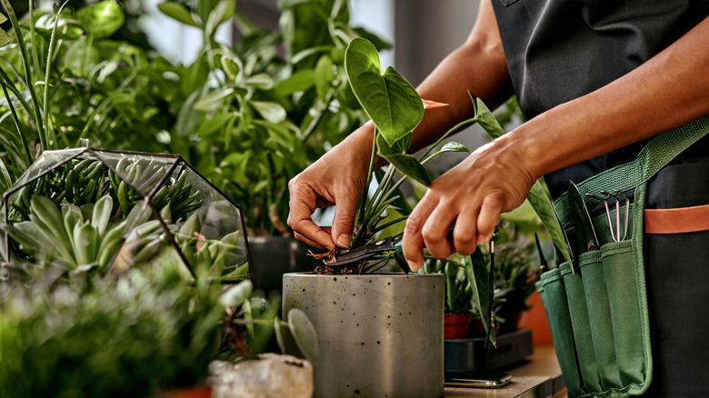 A person is pruning one of many house plants.