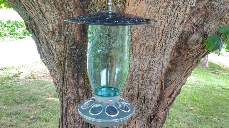 A DIY Mason jar bird feeder hanging in front of a large tree trunk in a backyard.