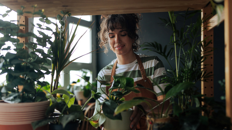A woman arranging house plants in planters