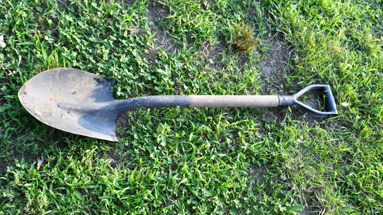 An old shovel lies on a patchy lawn in a backyard.