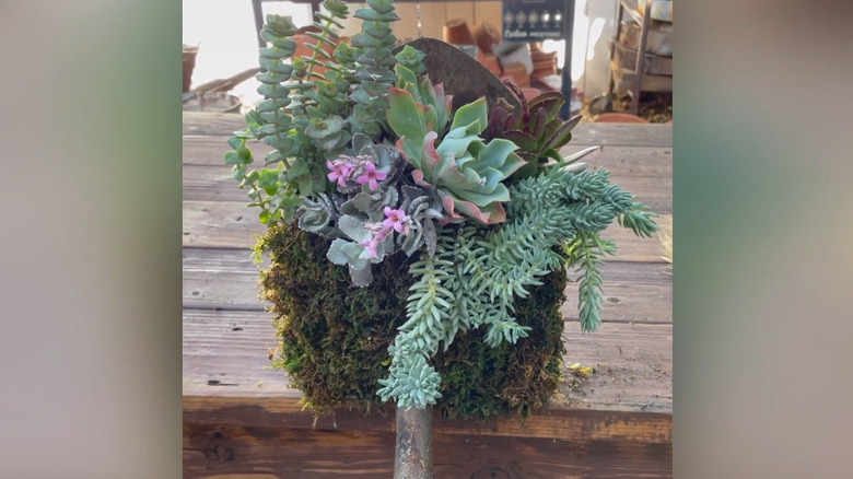 A screenshot of a garden shovel succulent planter