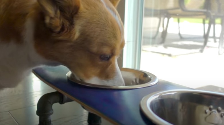 Close up of dog eating out of skateboard pet bowl DIY feeding station