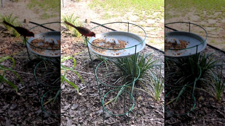 Bird feeder made from old tomato cage with a bird perched on rim, eating bird seed.