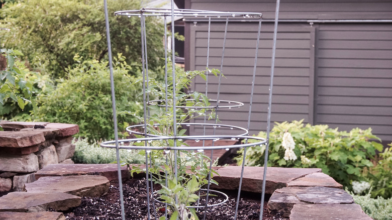 Tomato cages in garden.