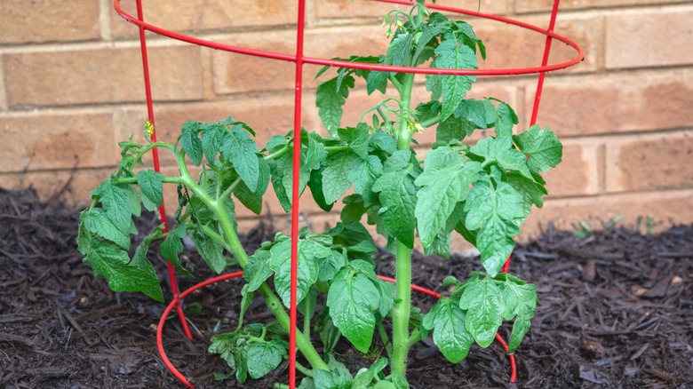 Tomato plant in red tomato cage next to brick wall