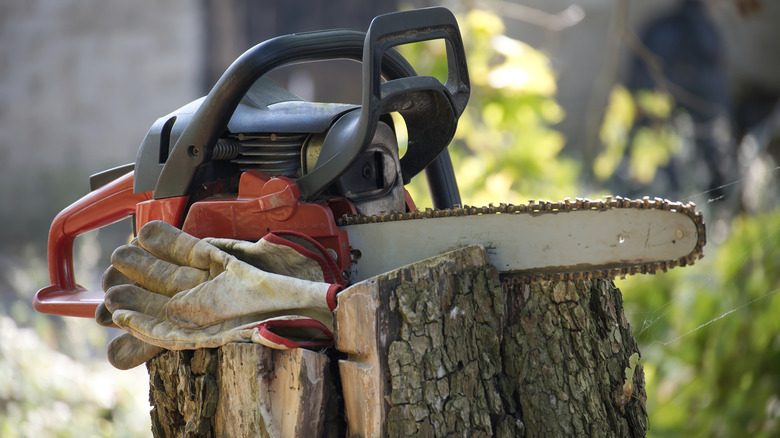 A chainsaw and gloves resting on top of a recently cut tree stump.