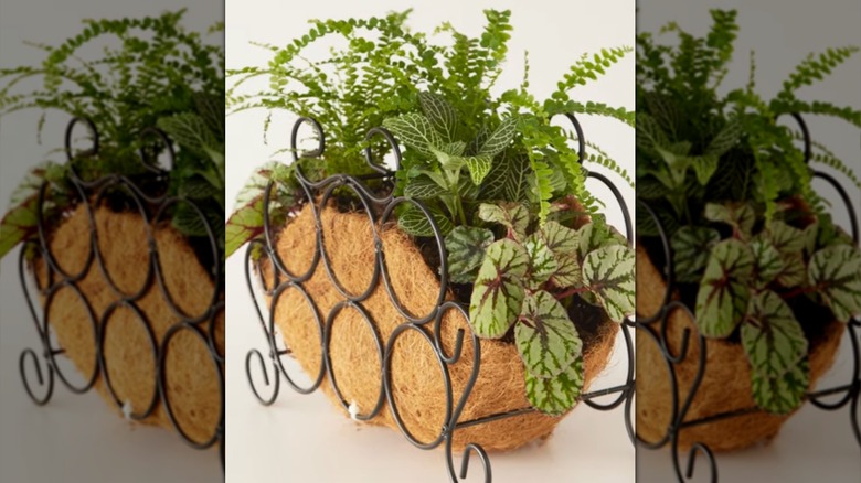 A tabletop planter filled with small houseplants made using an old wire wine rack and a coco coir liner.