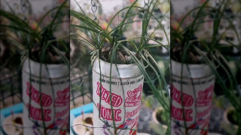 A drink can fitted with a hanging chain being used as a planter.