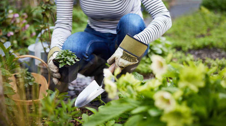 Close up of woman kneeling in a garden
