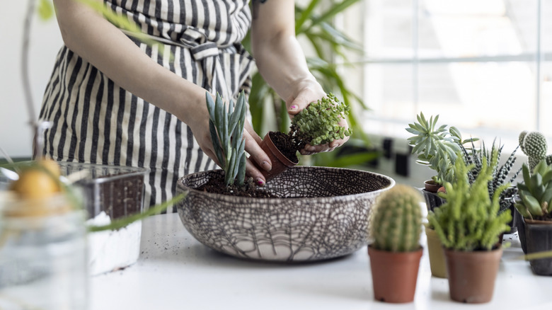 person planting succulents