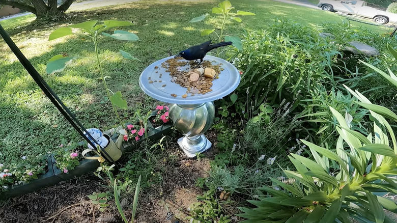 A black bird eats seed from a garden bird feeder made of a heavy lamp base and a ceramic dinner plate.