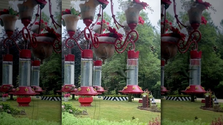 Hummingbirds flit around a feeder made from an old chandelier.