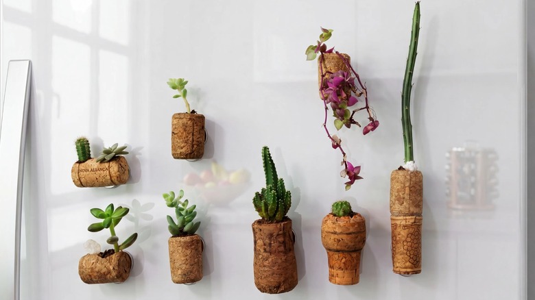 Mini succulents inside cork planters on a fridge door