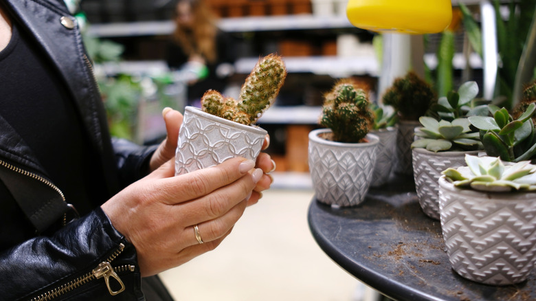 A person holds a potted mini cactus in her hands in front of an array of other mini houseplants.