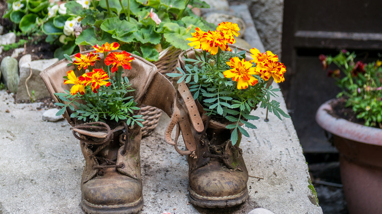 An old pair of boots in the garden with marigolds growing in them