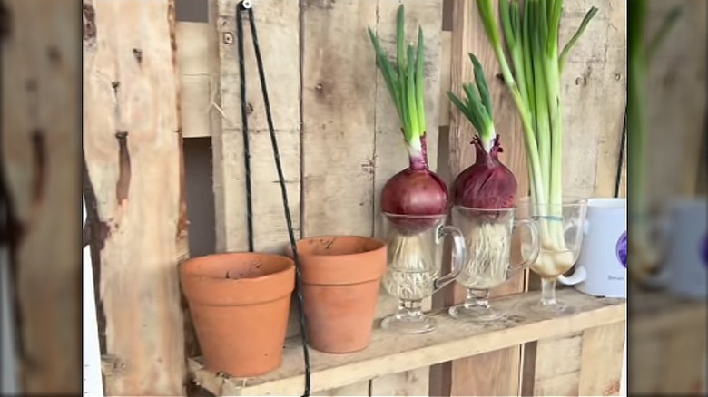 Closeup of the garden shelf using a scrap of wood and some shoelaces to hold it up
