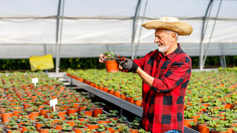 A man in a plant store holds up a plant in a brown plastic nursery pot.