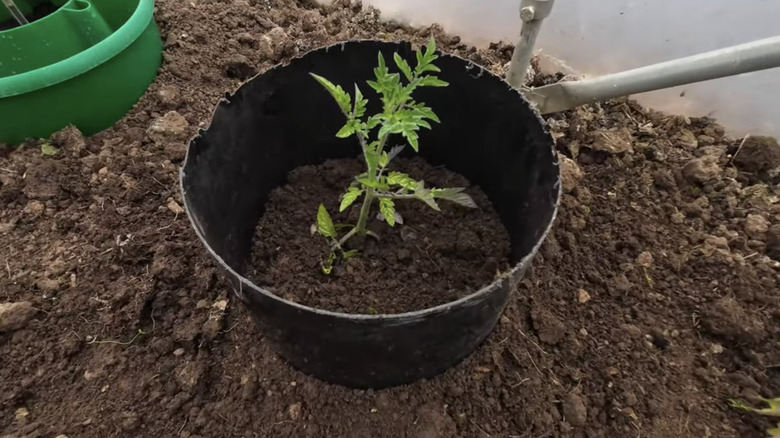 A black pot has been cut and placed around a young tomato plant in a grow house.