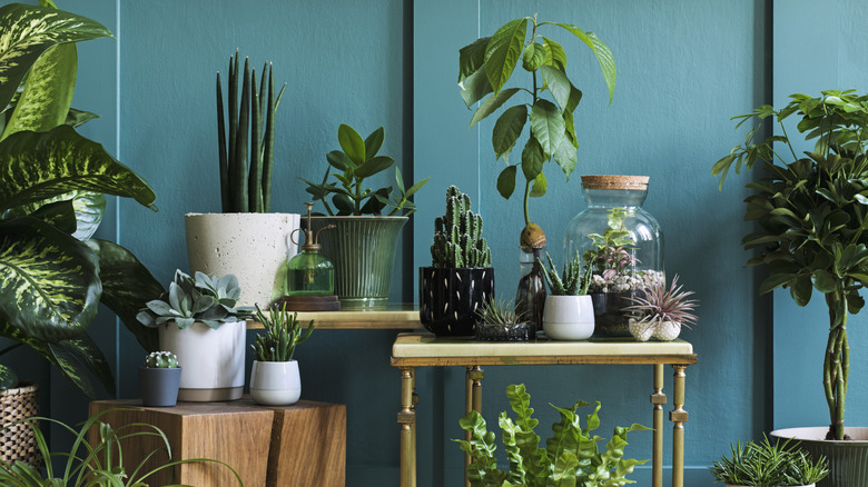 Potted plants on varying table surfaces