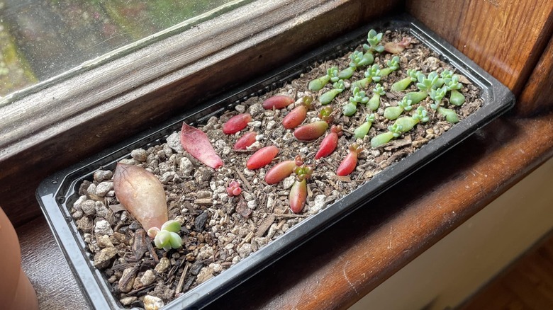 A repurposed plastic takeout container with many succulents leaves propagating in soil