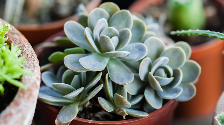 Beautiful Chinese dunce cap succulent plant in a small pot