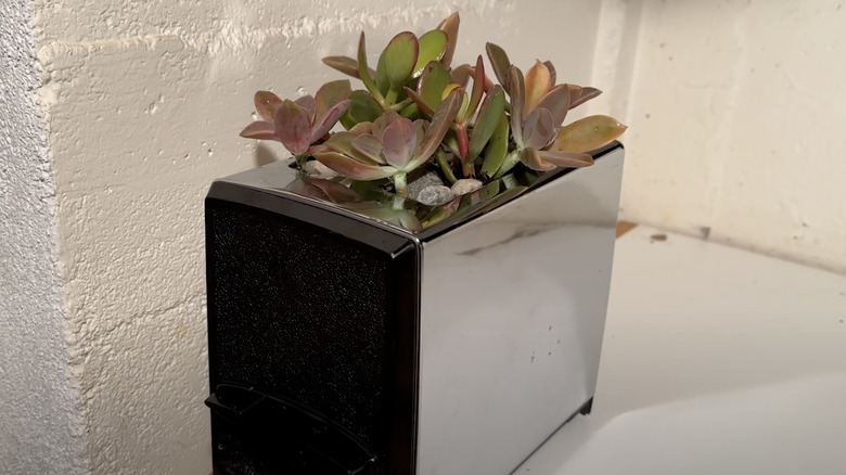 succulents and pebbles using a stainless steel toaster as a vase