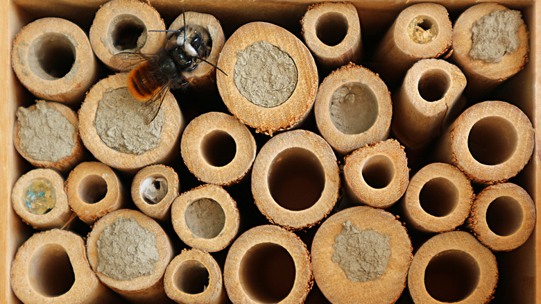 Nature House for native solitary bees for the garden or balcony in the apartment.