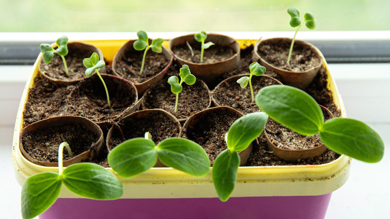 Using toilet paper rolls as seedling starters.