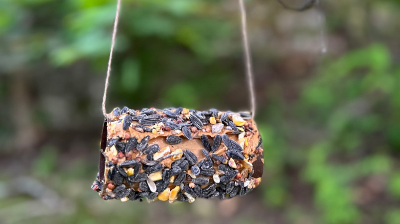 Homemade Bird Feeder: Toilet Roll , Peanut Butter, Bird seeds