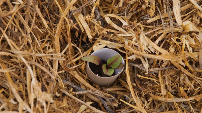 Toilet paper tube over seedling in mulched bed