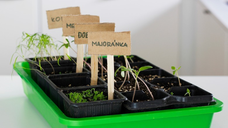 Slate Labels for Plants with handwritten Common & Botanical Names
