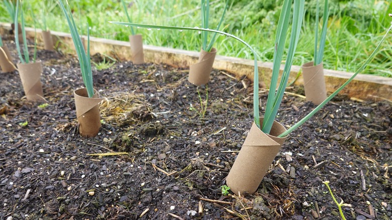 Leeks growing in a vegetable garden are protected by cardboard tubes to prevent damage from pests and weather