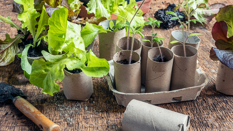 Seedlings in biodegradable cardboard toilet roll inner tubes