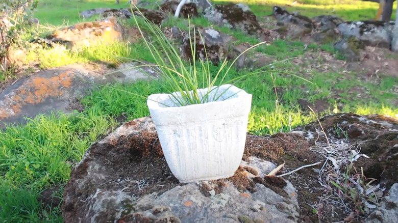 Papercrete planter DIY final results