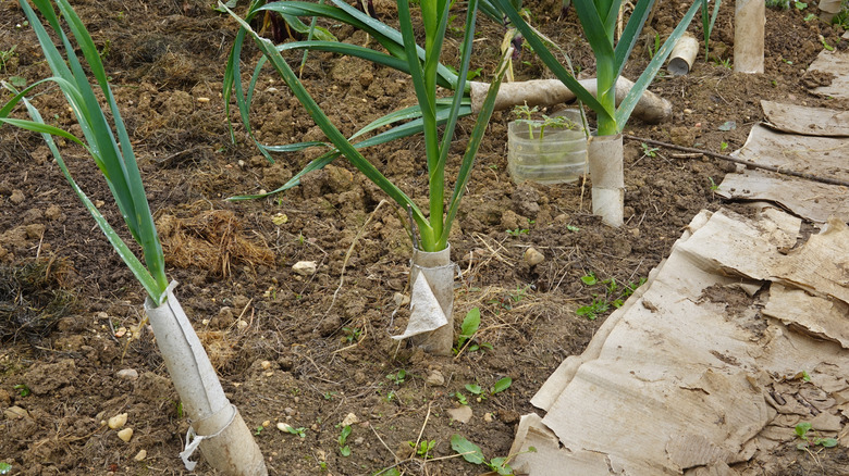 Bean plants with toilet paper tubes around their stems