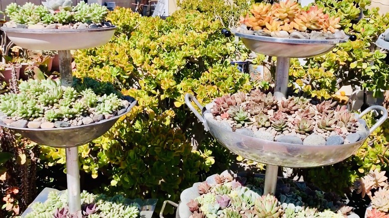 Tiered planters for succulents made from frying pans