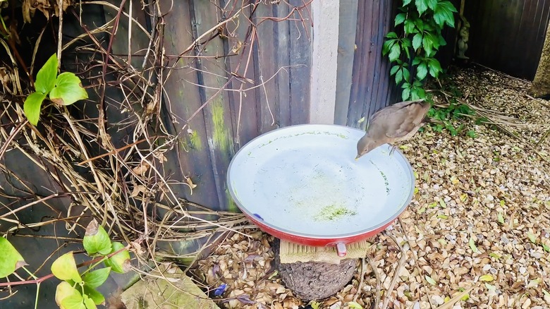 Bird drinking from bird bath made from a frying pan