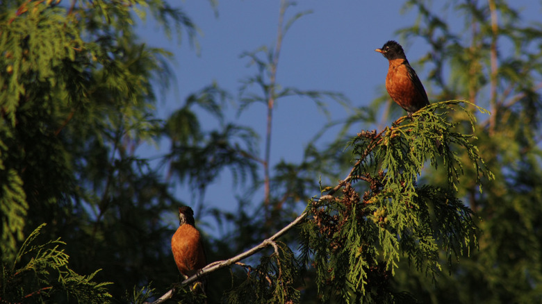 North American robins perch on the branch of a tree in a residential backyard.