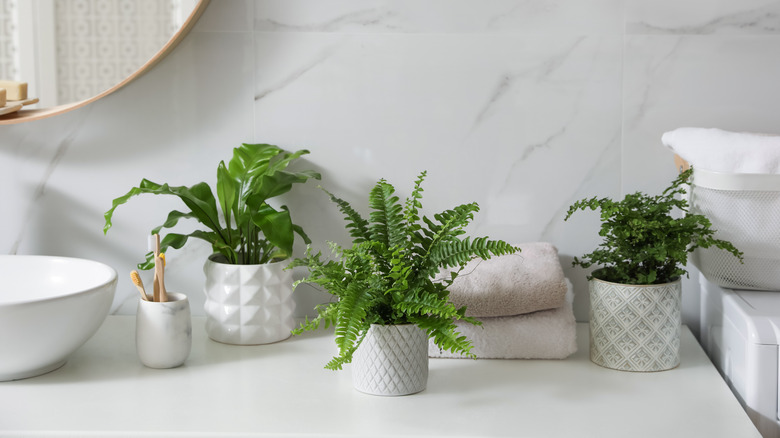 A bathroom countertop with three potted plants.