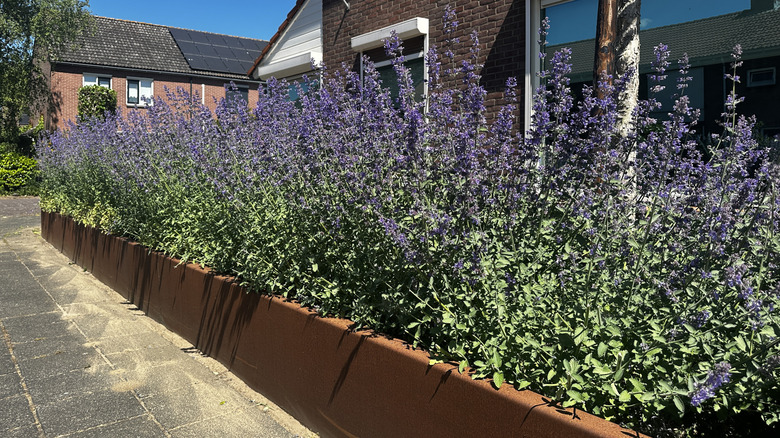 Rusted corten steel along a driveway with lavender
