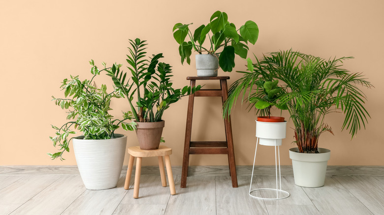 Houseplants grouped around a wooden bar stool in a house.