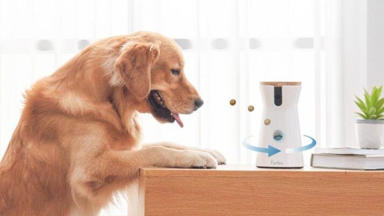 Golden Retriever looking at the Furbo as it dispenses treats